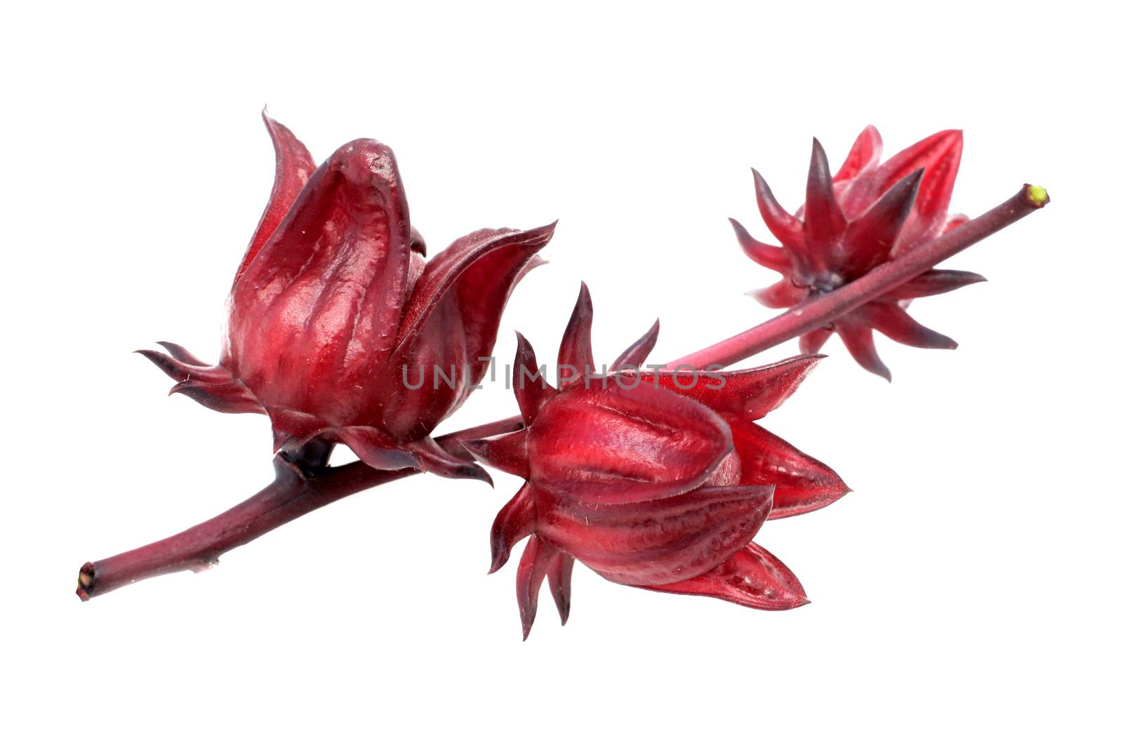 Hibiscus sabdariffa or roselle fruits by Noppharat_th