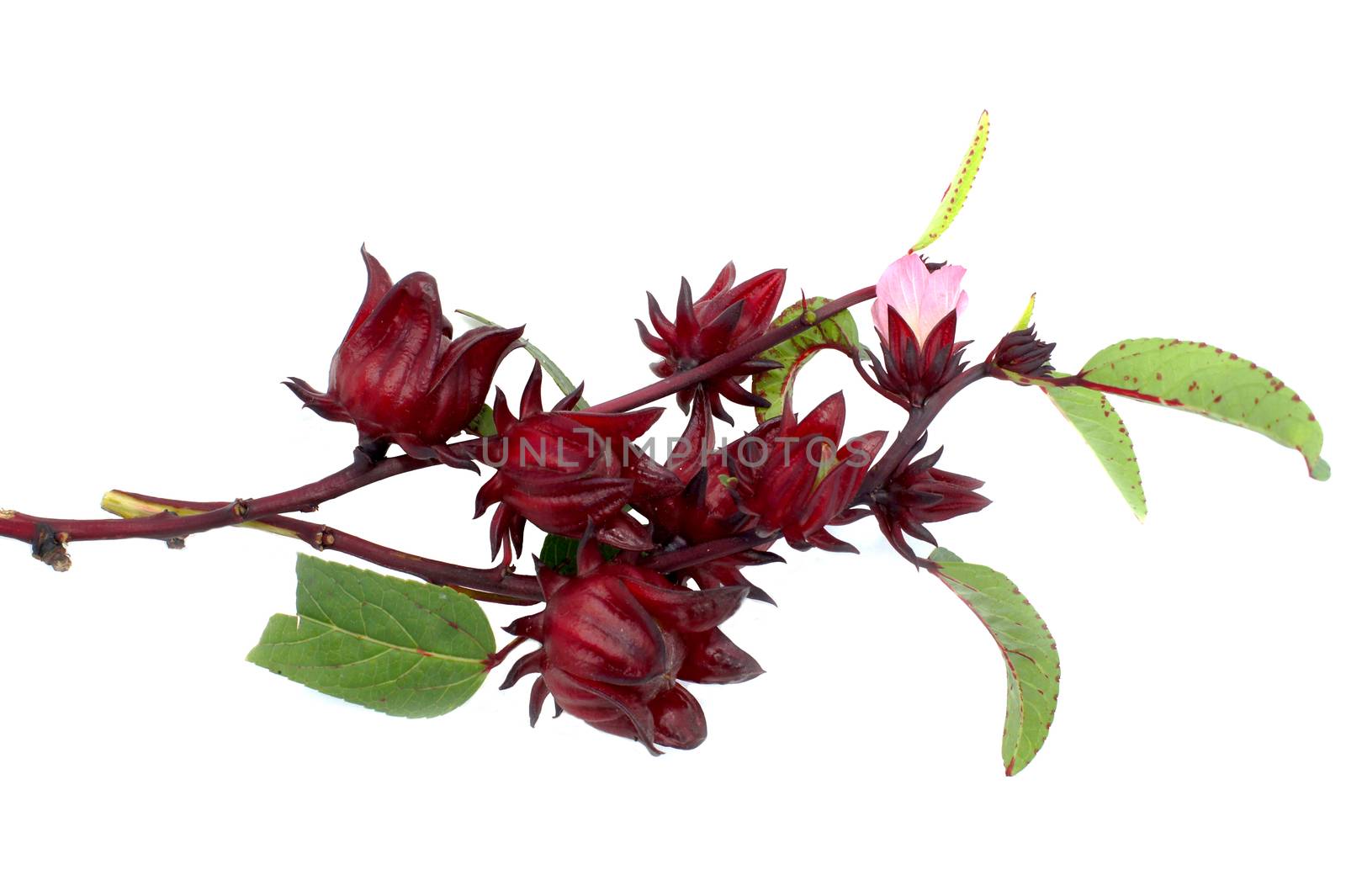 Hibiscus sabdariffa or roselle fruits by Noppharat_th