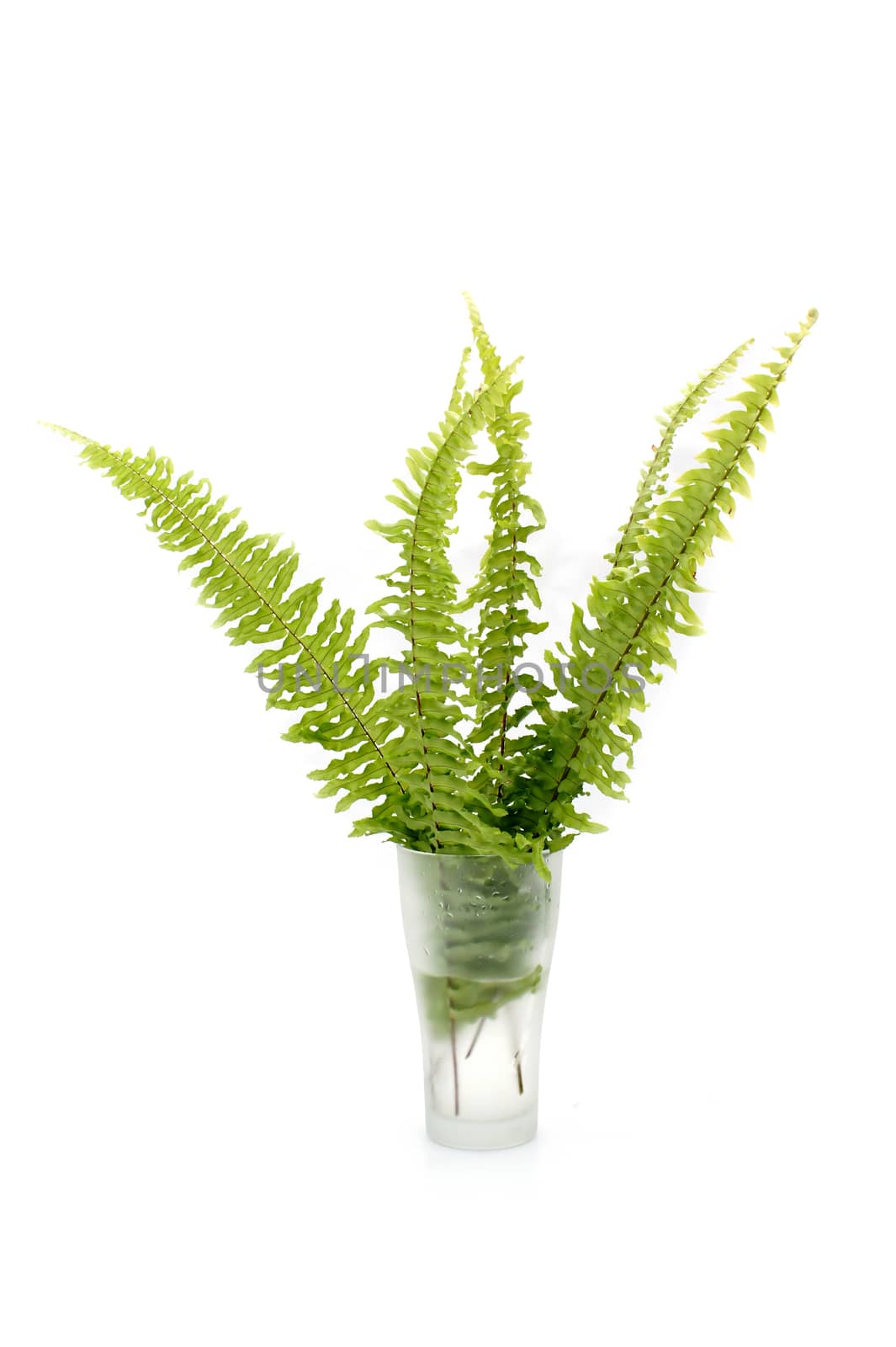 Green fern on white background