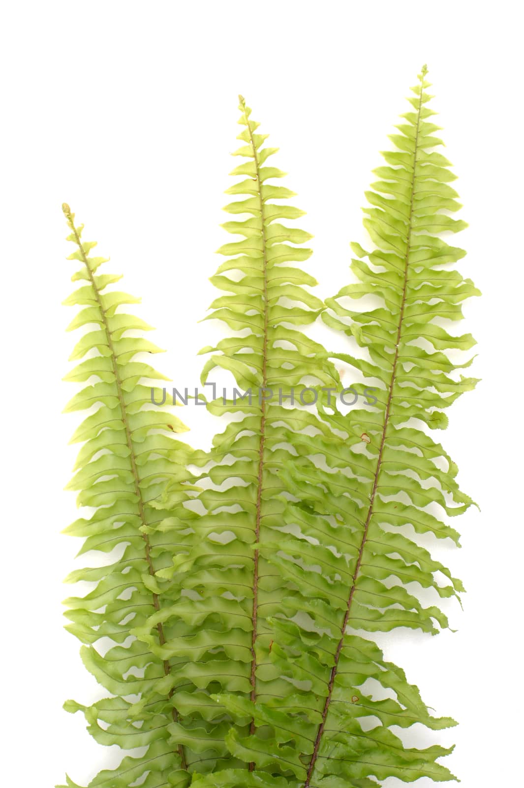 Green fern on white background