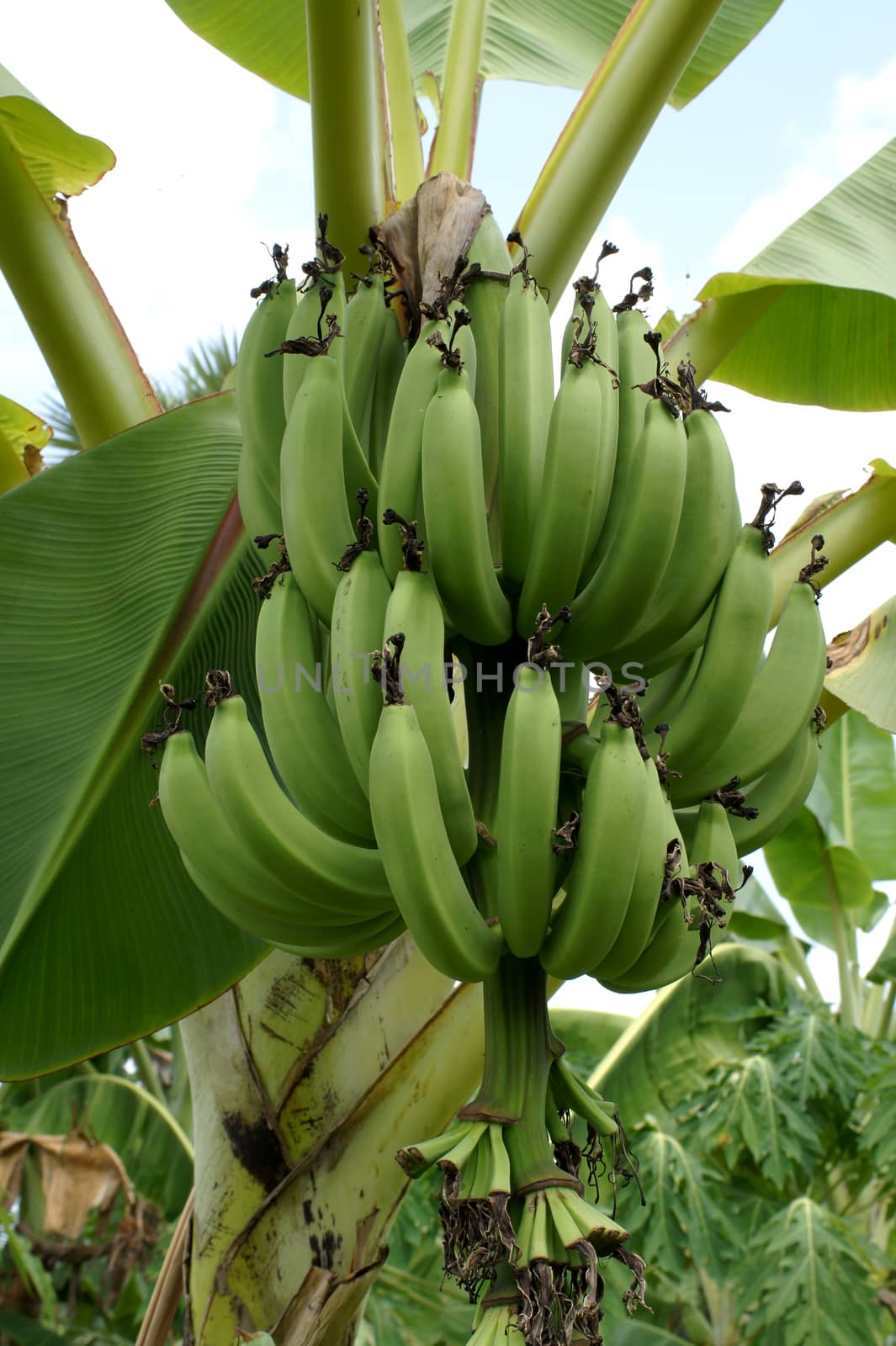 Green banana hanging on a branch of a banana tree by Noppharat_th