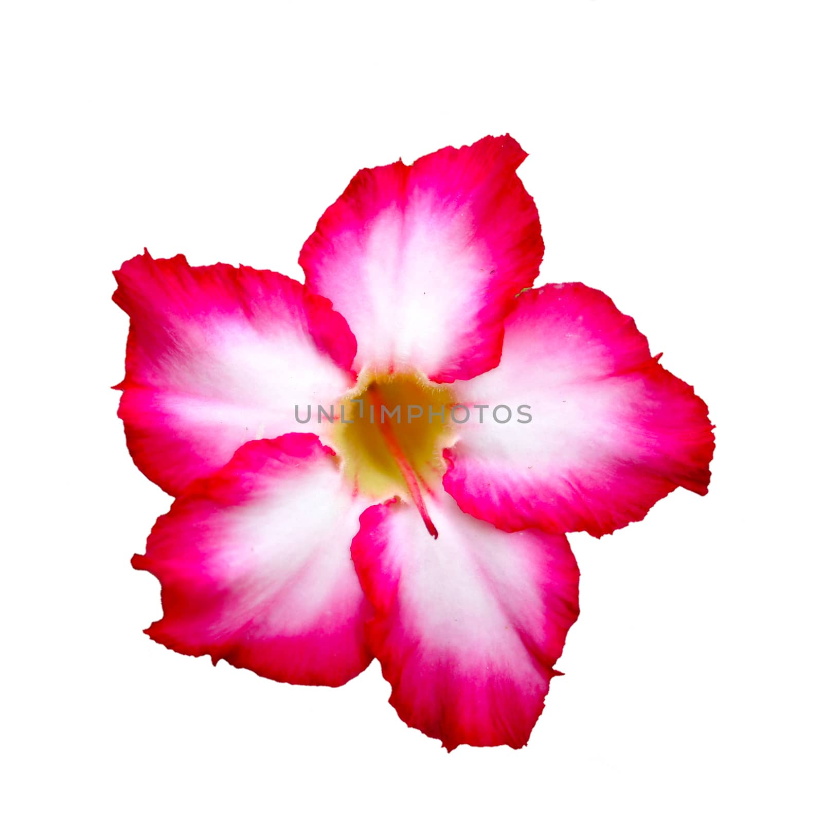 Desert Rose Flower on white background