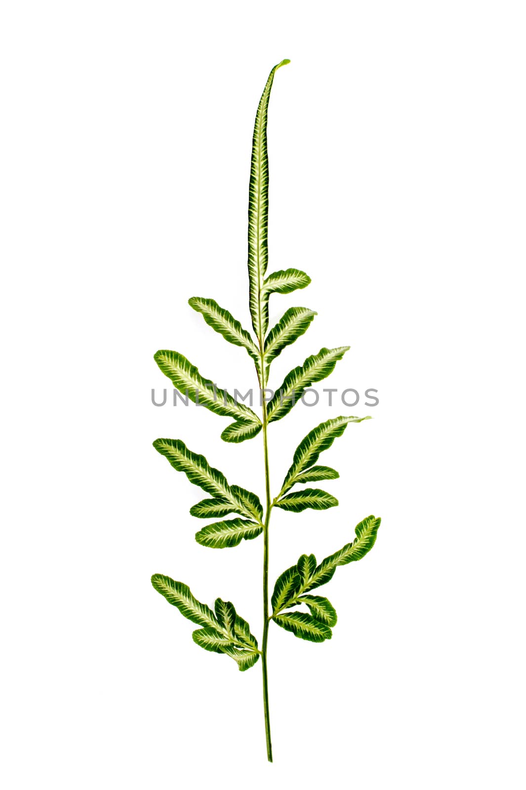 Green and white fern on white background