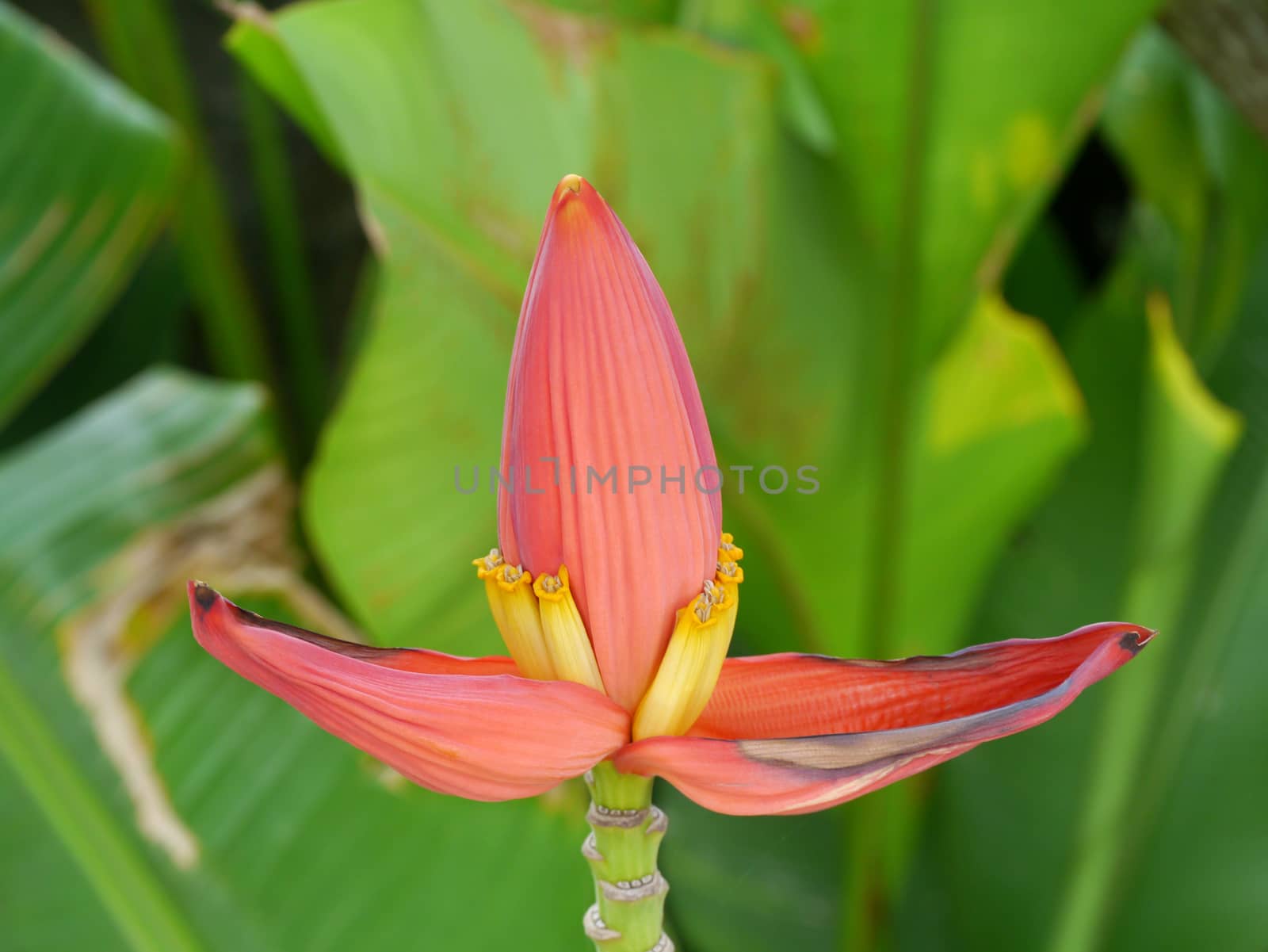 Banana flower by Noppharat_th