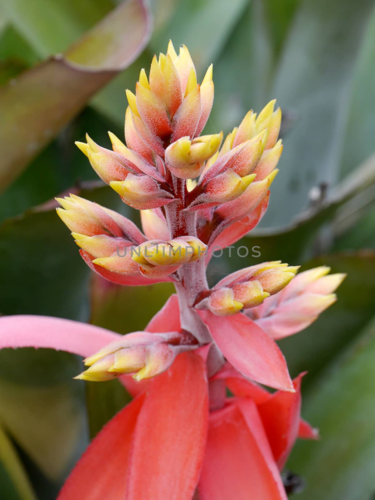 Bromeliads flowers by Noppharat_th