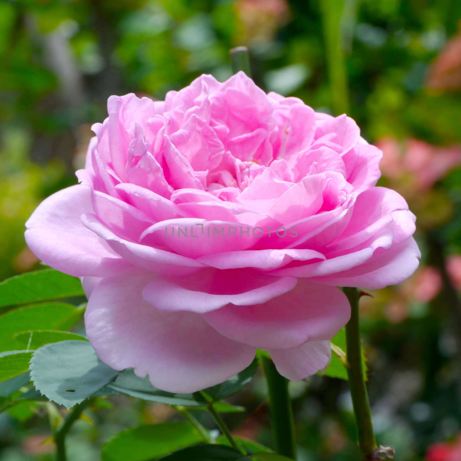 Pink rose in the garden