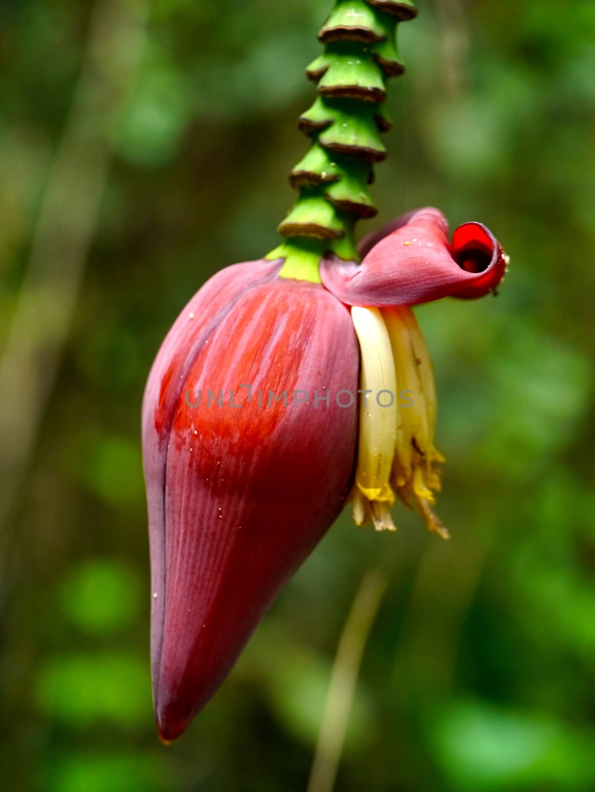 Wild banana flower.