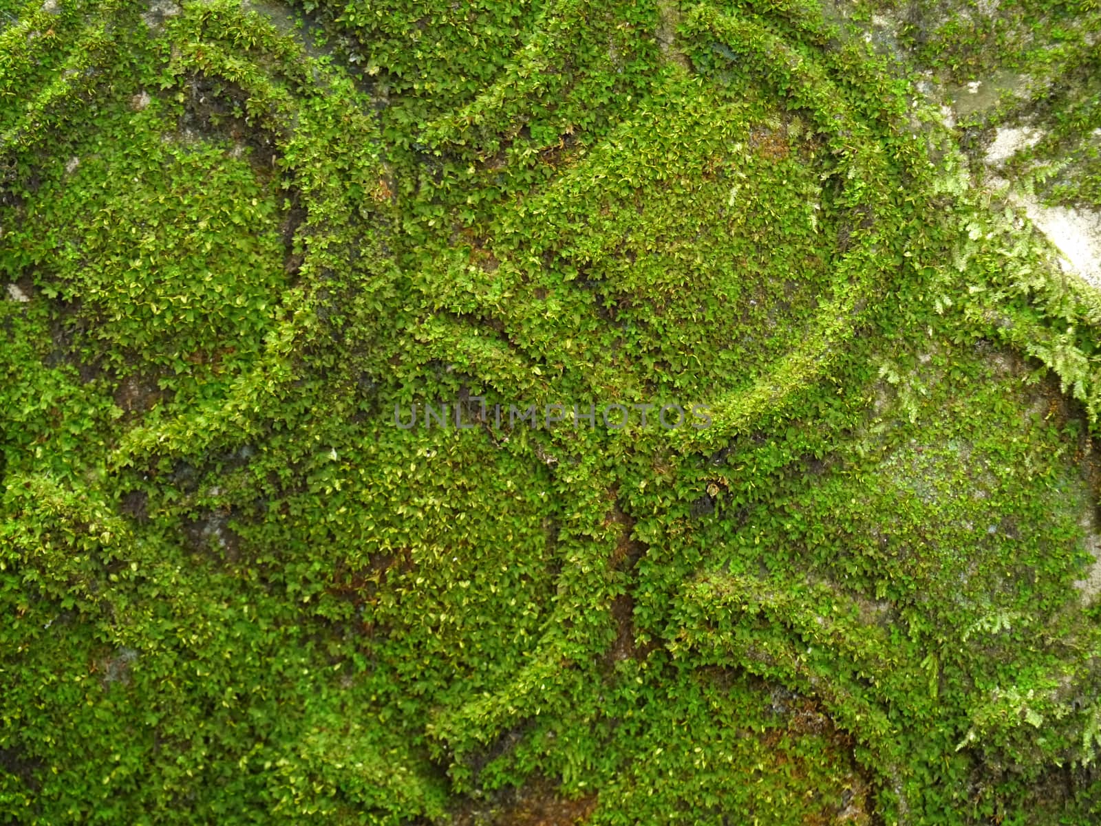 Moss on stone carvings.