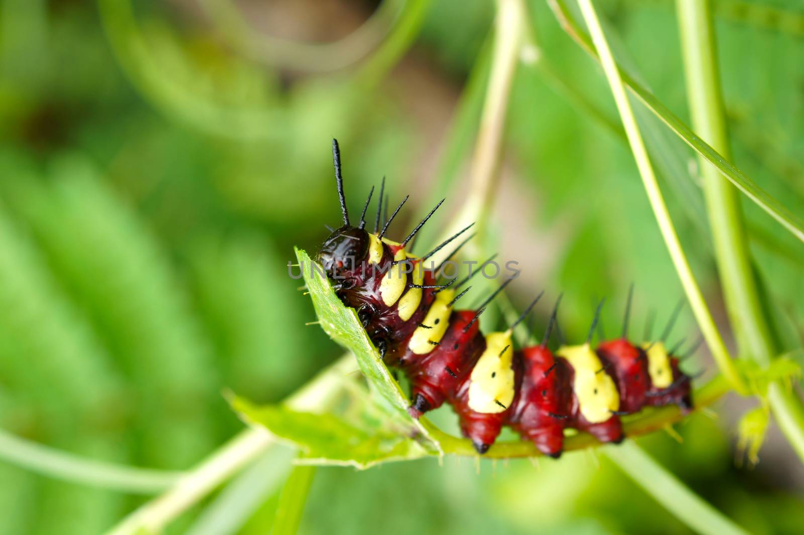 Worm eat leaves.