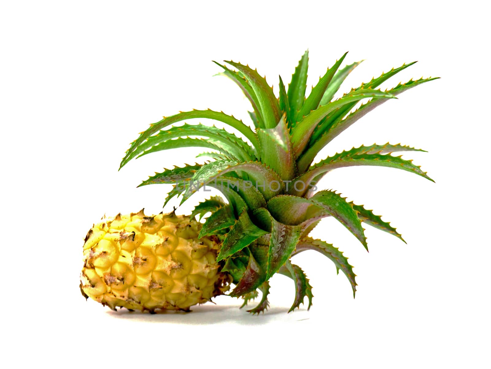 Pineapple plants.
Isolated on white.