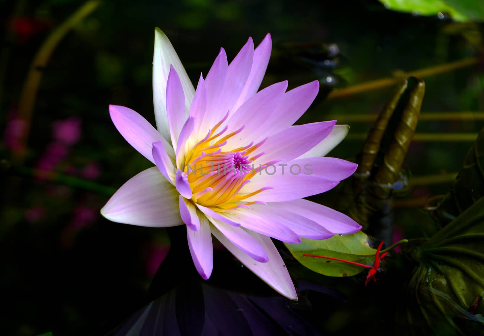 Pink water lily, lotus