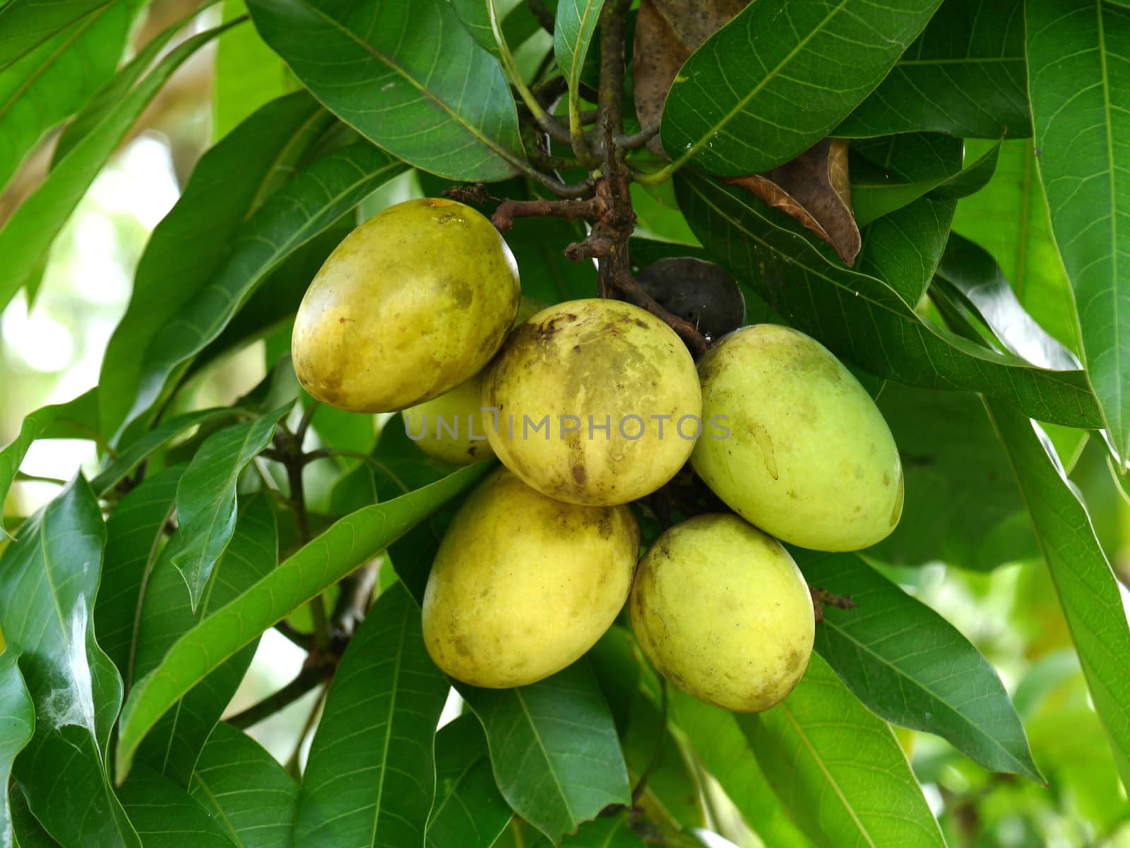 Small mango fruit on the tree.