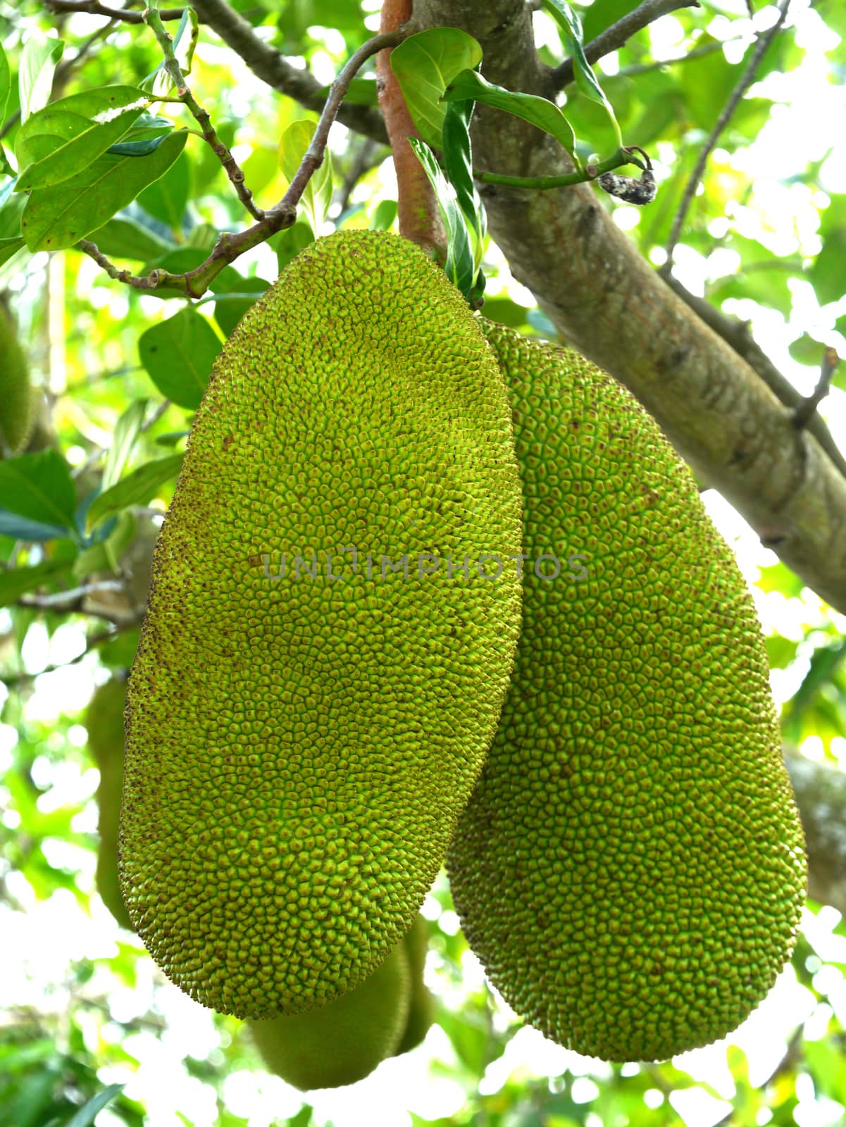 Raw jackfruit on the tree.