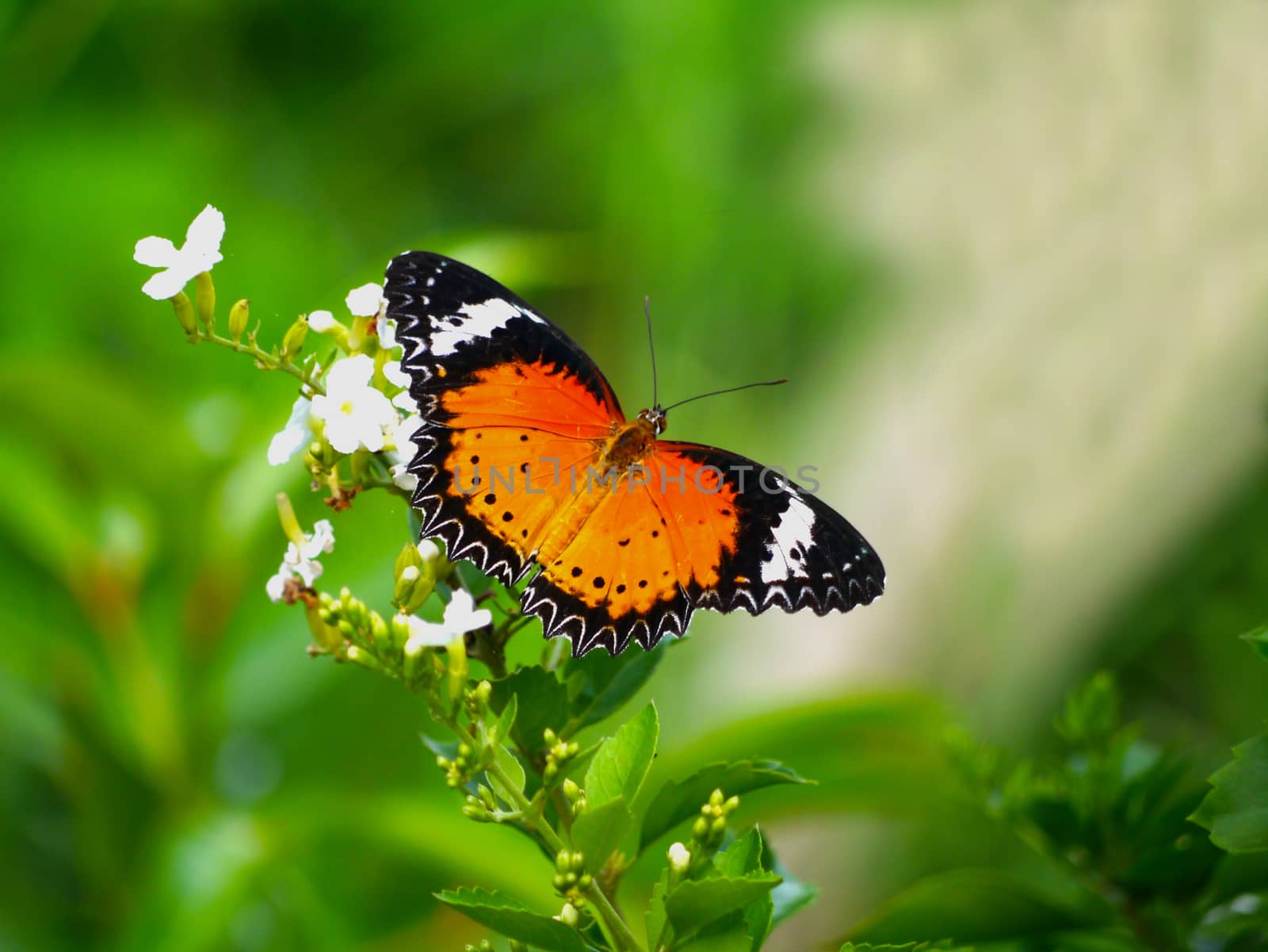 Butterfly on white flower in the garden