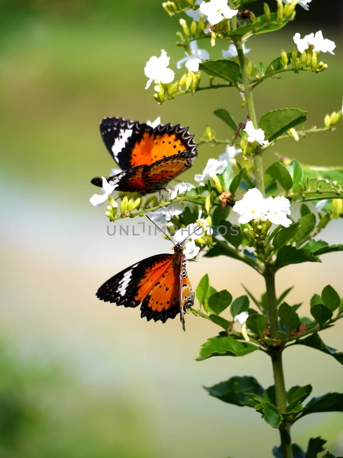 Butterfly on white flower in the garden