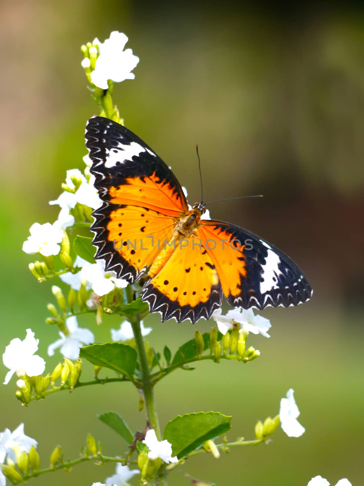 Butterfly on white flower in the garden