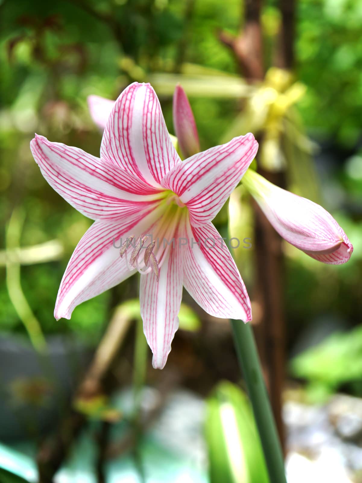 Beautiful blossoms of pink Amaryllis flower