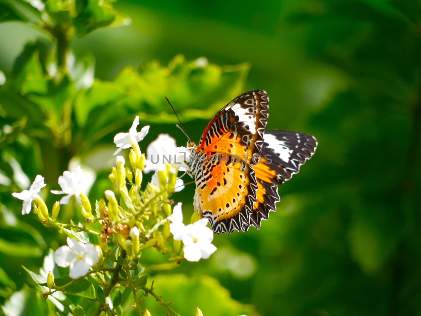 Butterfly on white flower in the garden