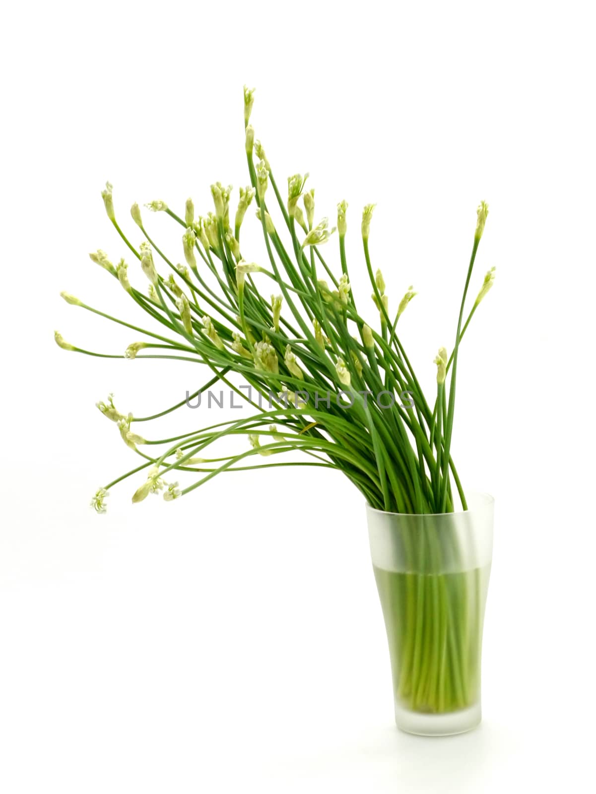 Garlic chives flower in the white background..