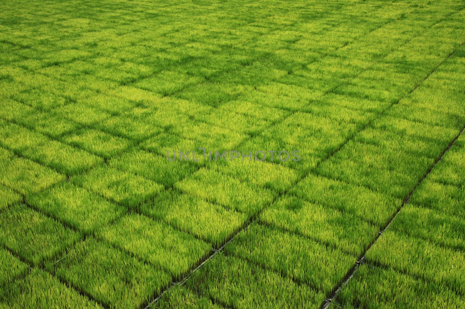 Seedlings for planting rice with machines.