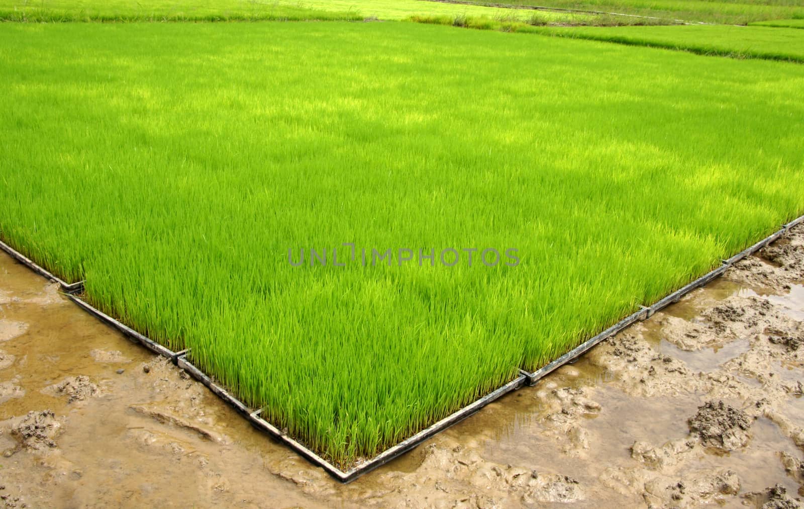 Seedlings for planting rice with machines.