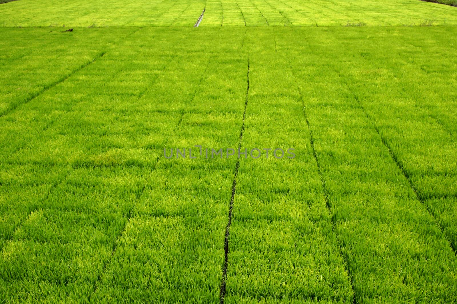 Seedlings for planting rice with machines.