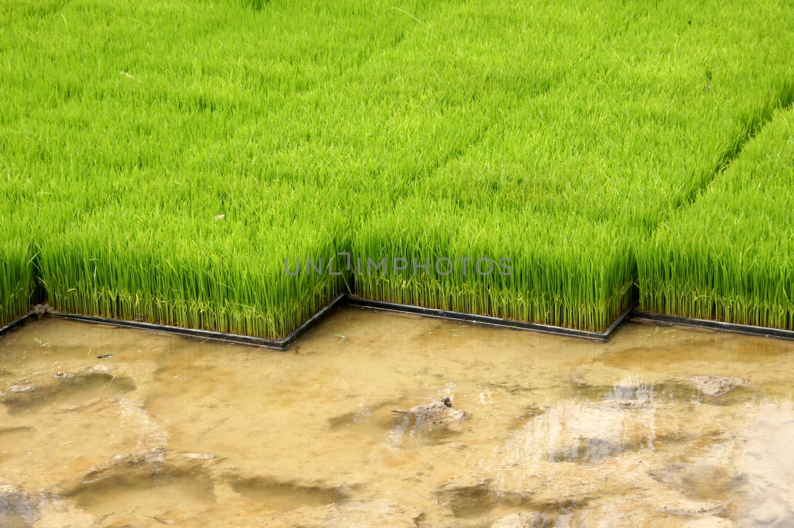 Seedlings for planting rice with machines.