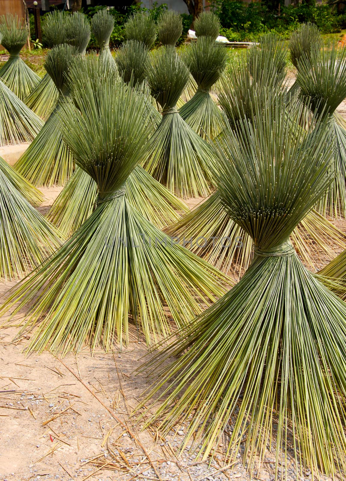 Papyrus for basketry.