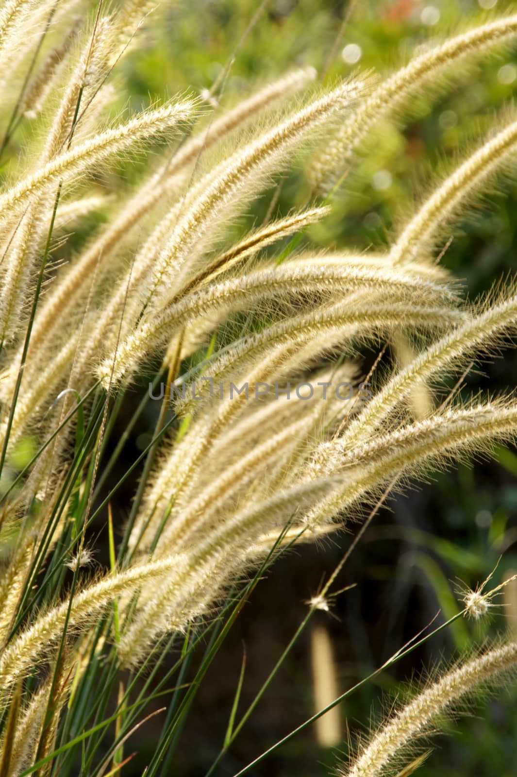 Yellow flower grass impact sunlight.