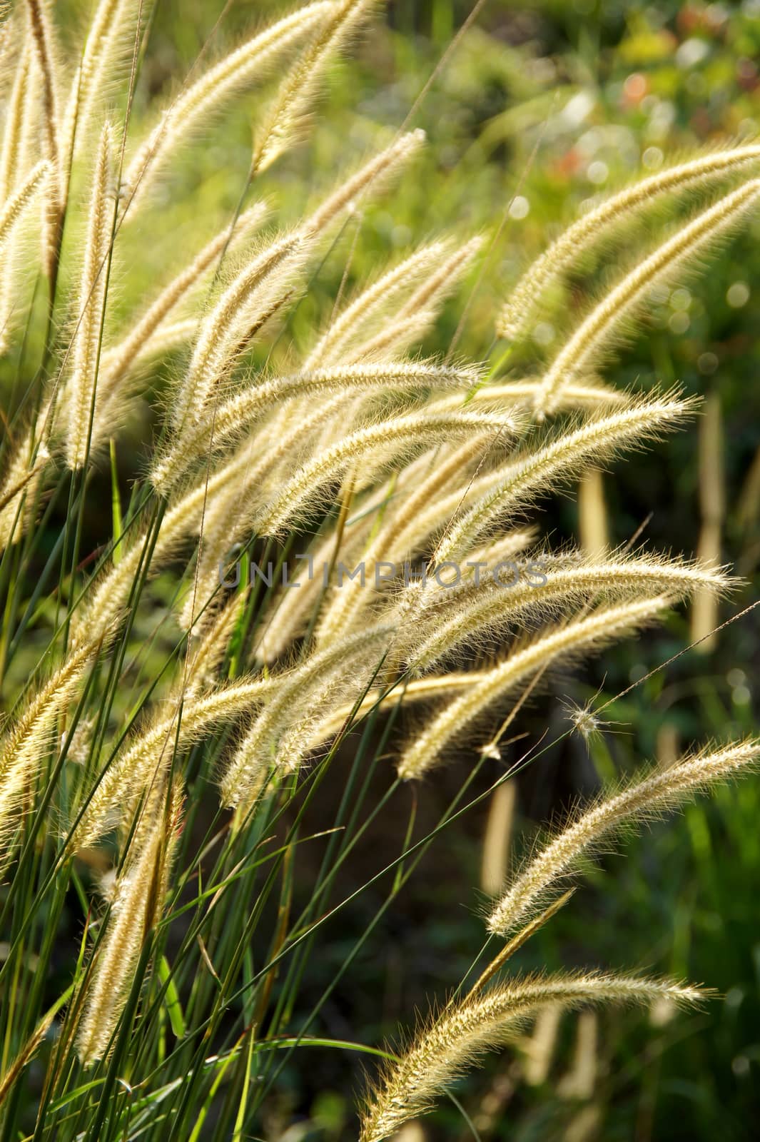 Yellow flower grass impact sunlight.