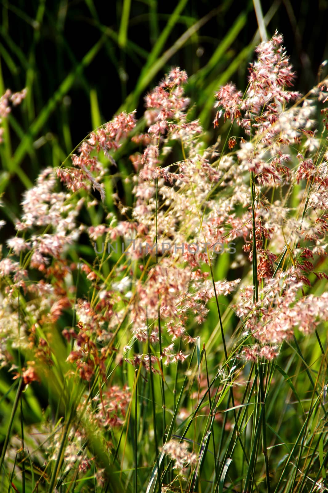 Yellow flower grass impact sunlight.