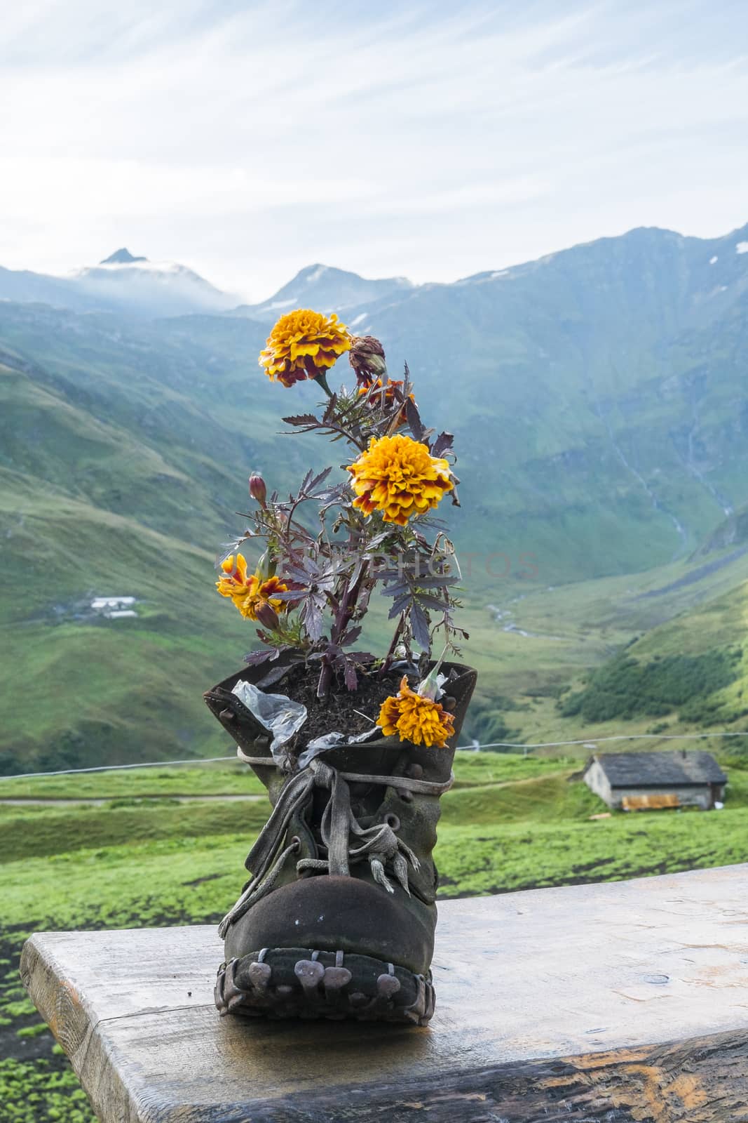 LA PEULE, SWITZERLAND - AUGUST 30: Walking boot turned flower pot in refuge La Peule, with mountains in the background. The refuge is a Mont Blanc tour stage. August 30, 2014 in La Peule.