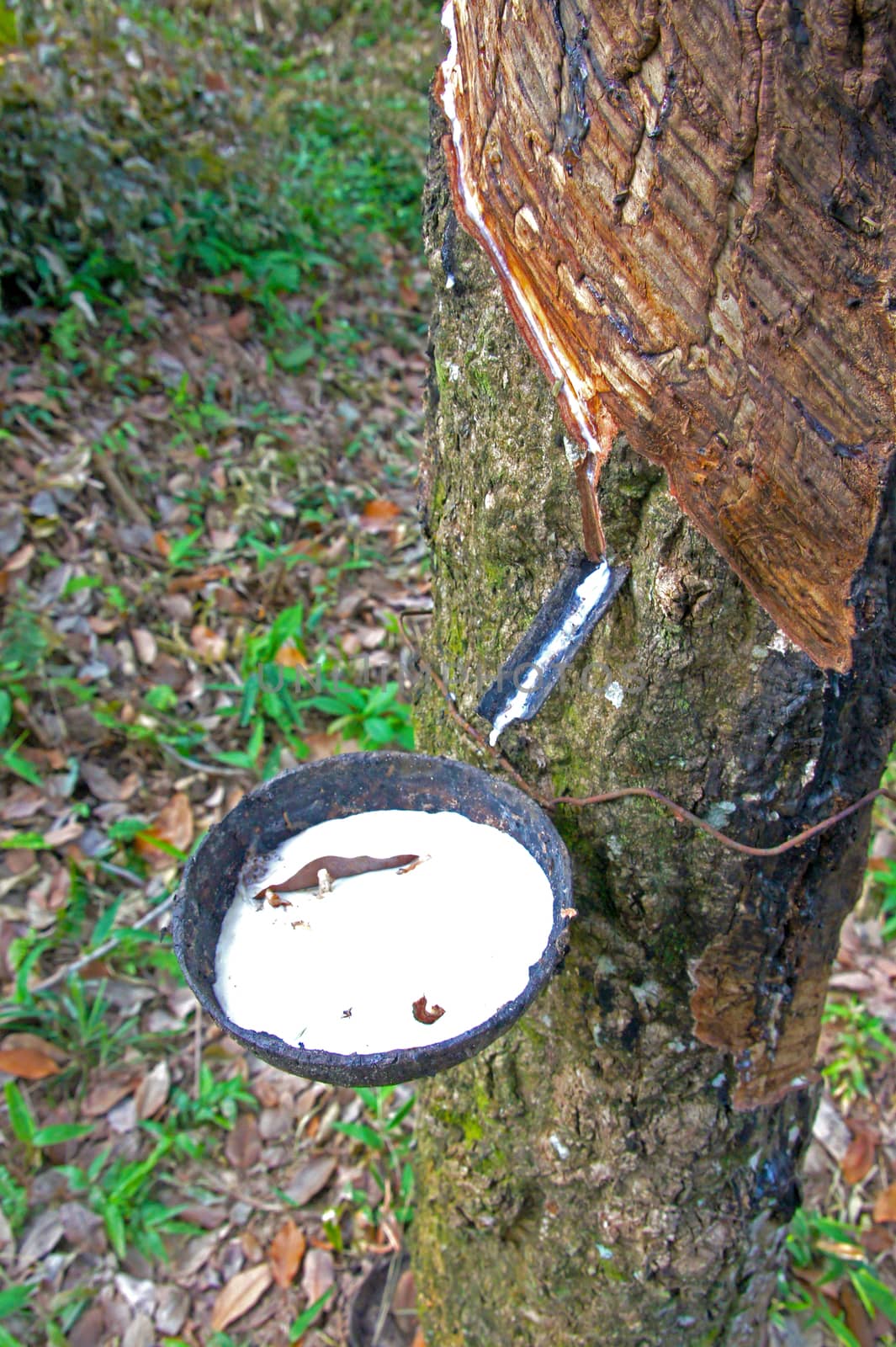 Rubber Latex  of rubber trees.