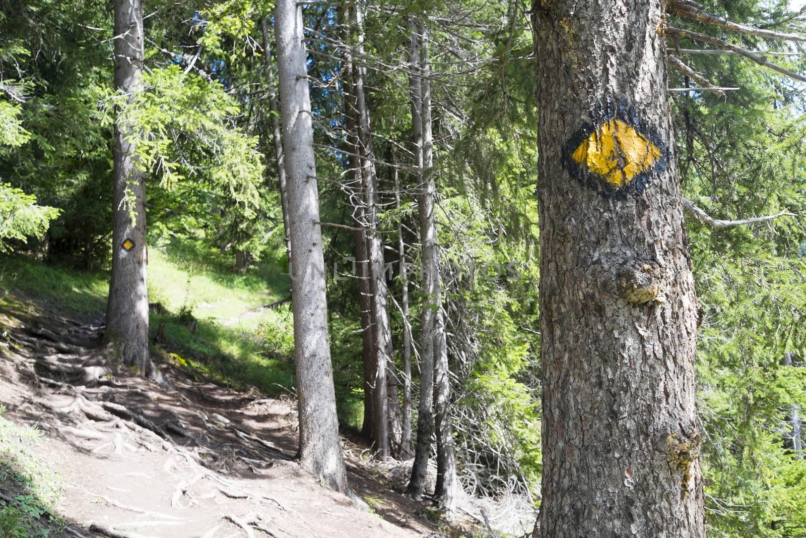 LA FOULY, SWITZERLAND - AUGUST 30: Mont Blanc tour logo painted on trees on the route. The popular tour goes through three countries and is clearly signalised throughout. August 30, 2014 in La Fouly.