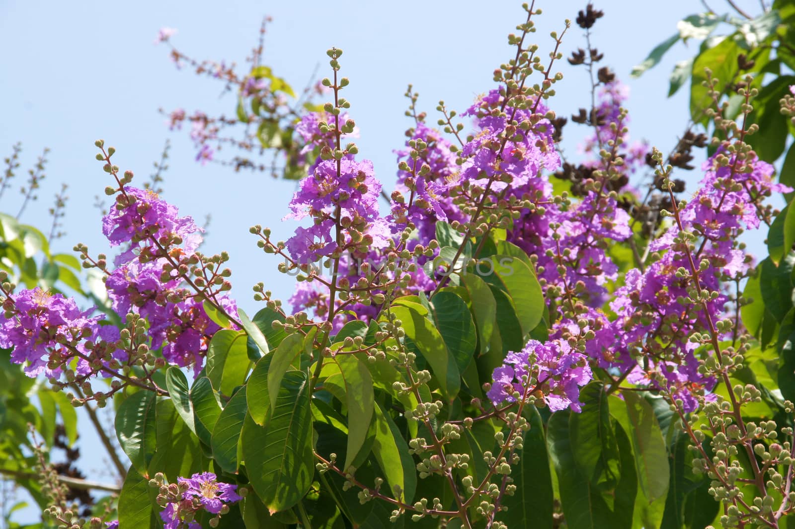 Purple flowers in summer. by Noppharat_th