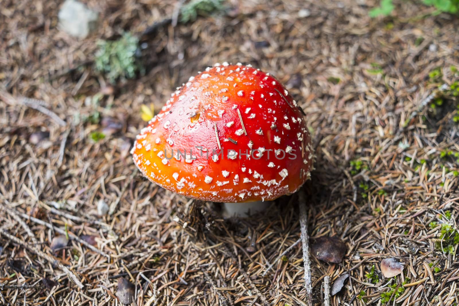 Shallow depth of field shot of red Amanita Muscaria mushroom with white dots.