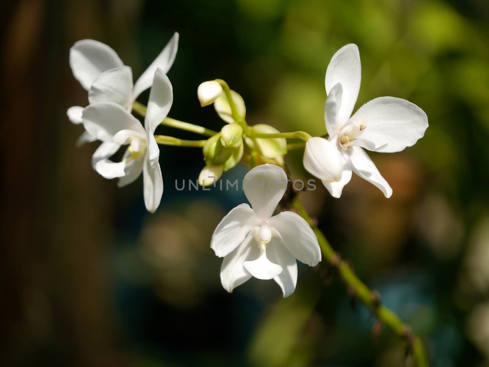 White orchid in the garden