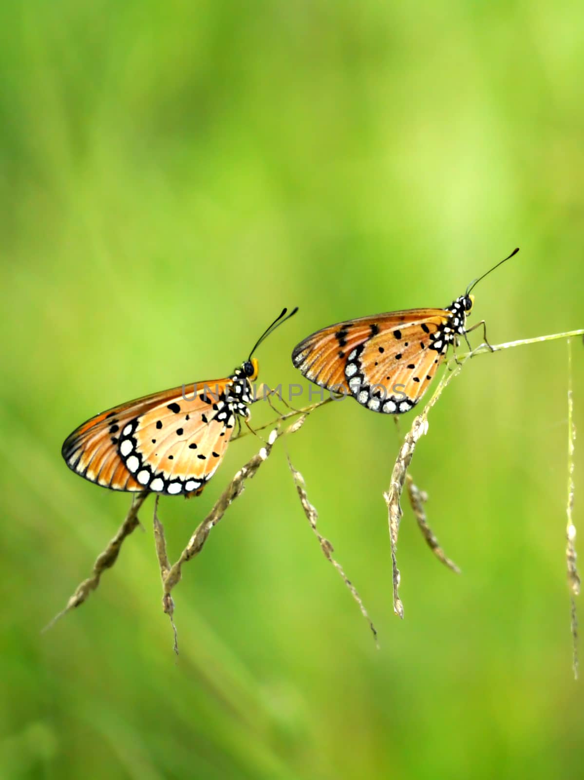 Two butterflies on grass.