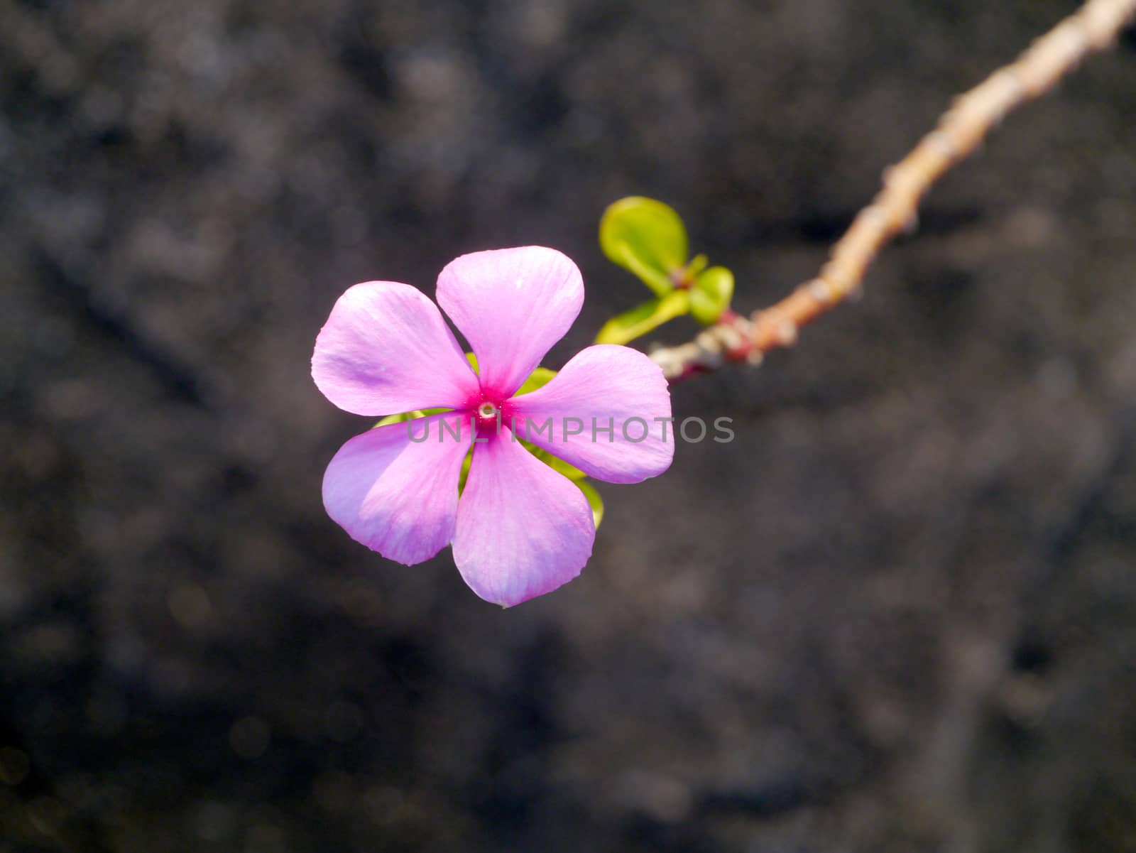 Madagascar periwinkle flower on old cement wall background. by Noppharat_th