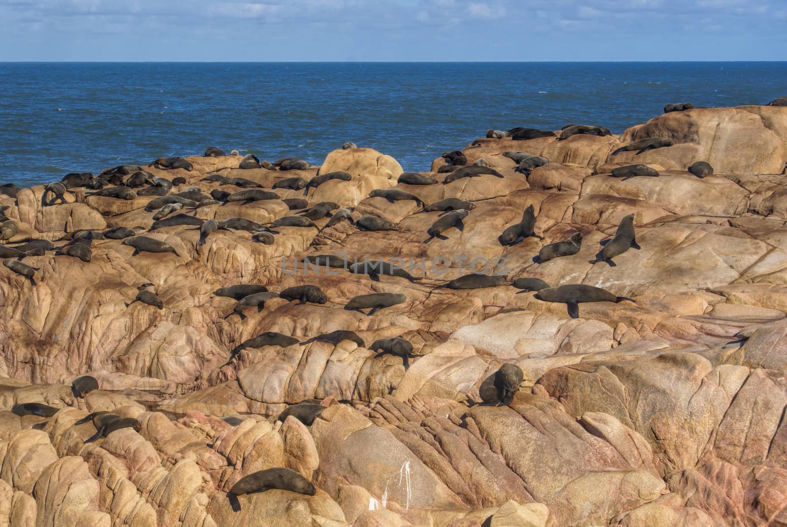 A group of sea lions basking in sunlight on rocks in Cabo Polonio, Uruguay