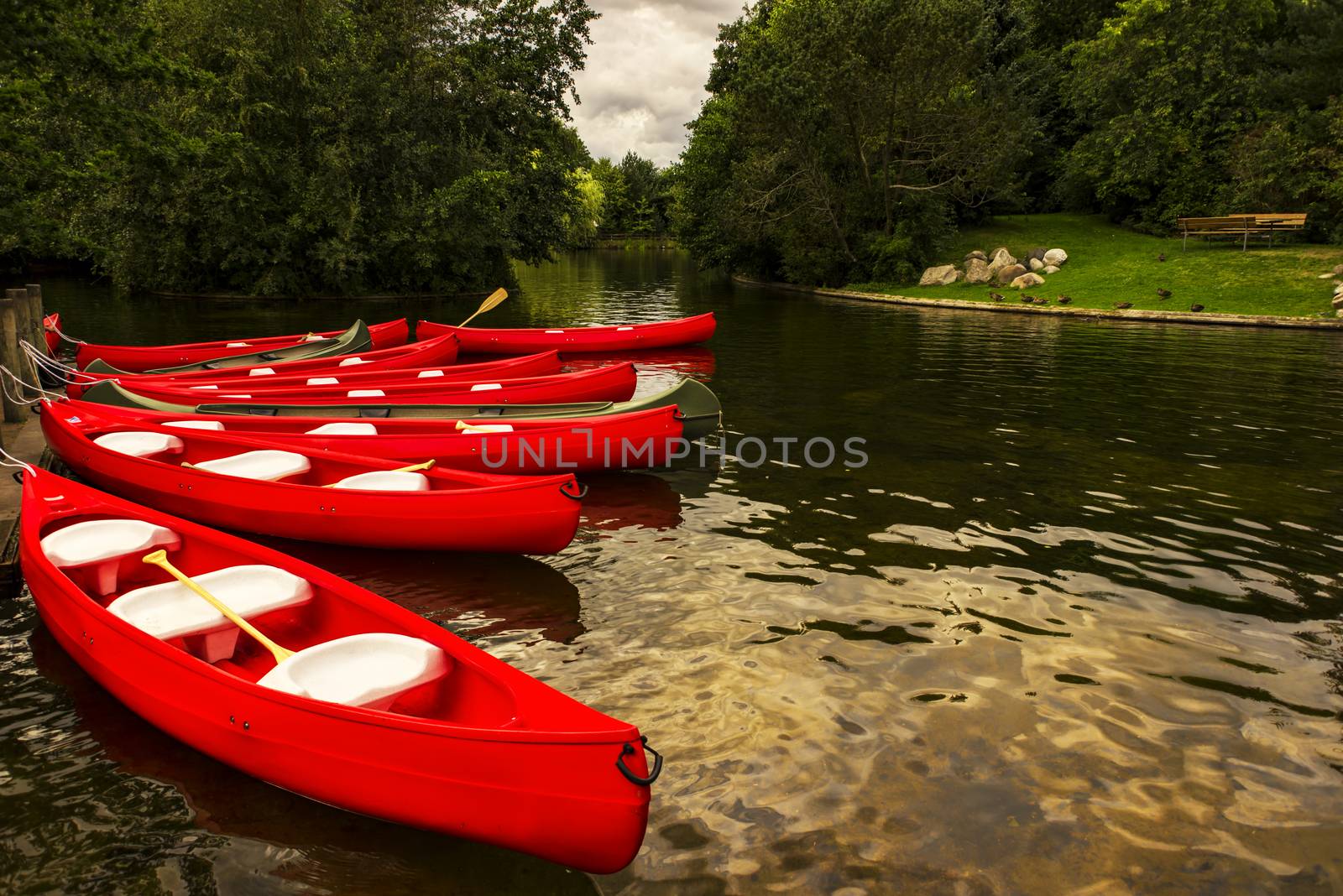 Red rental canoes on a lake.  The canoes are moored and ready for a trip.