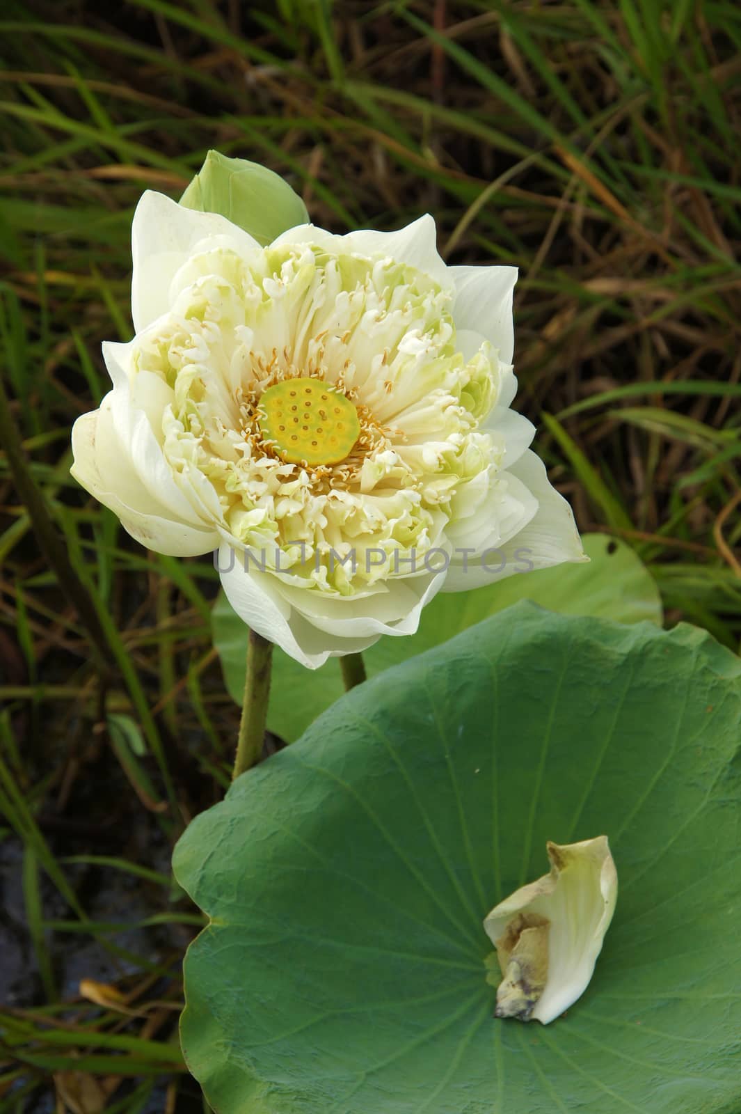 White water lily, lotus.