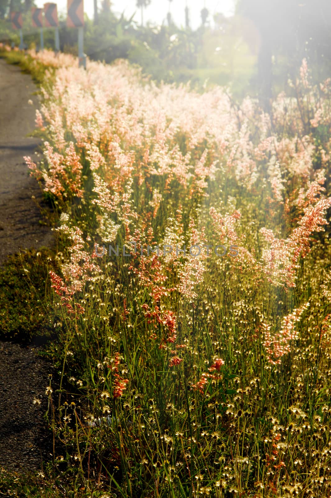 flower grass with sunset.