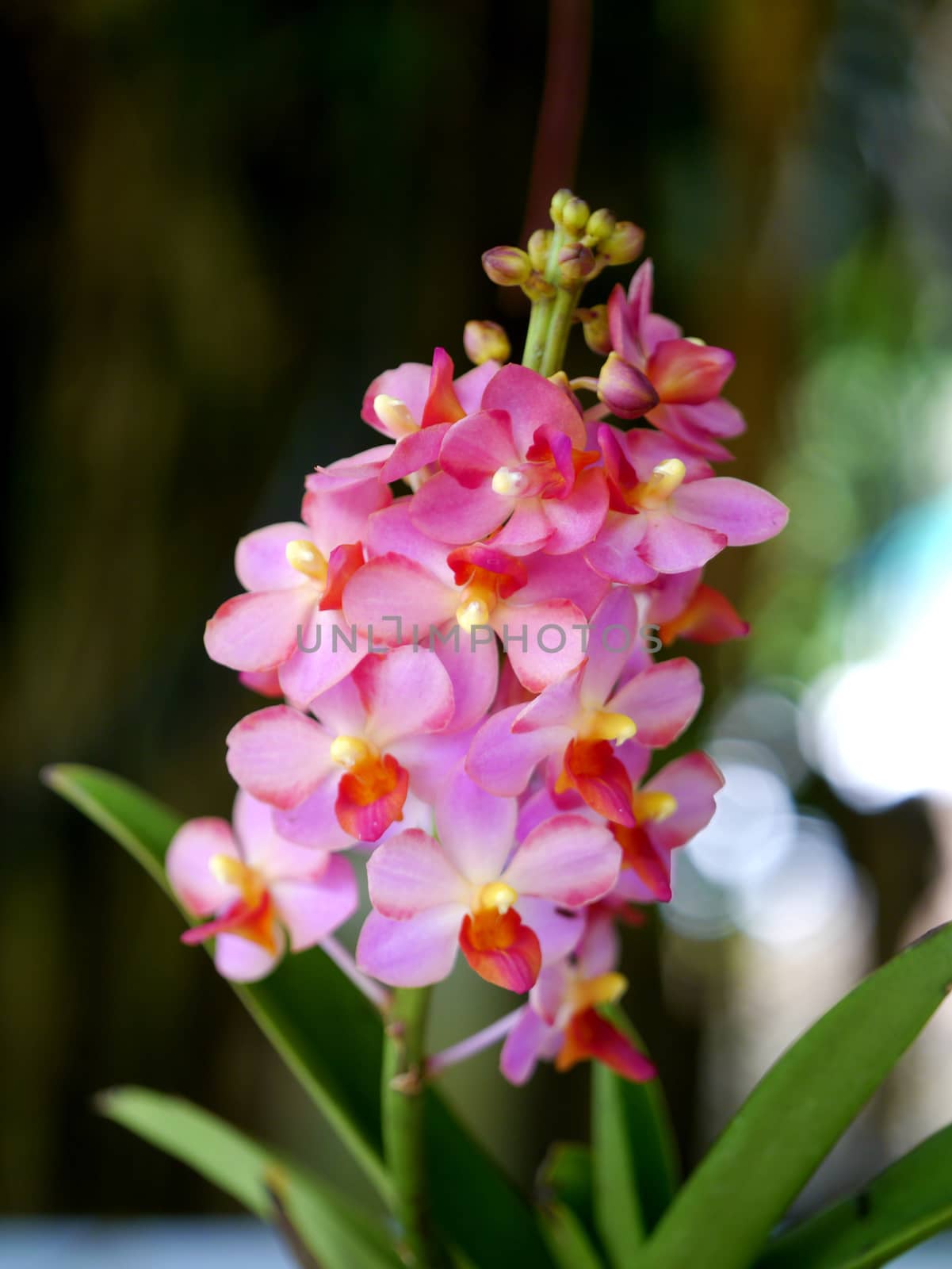 Beautiful pink-magenta orchid flowers