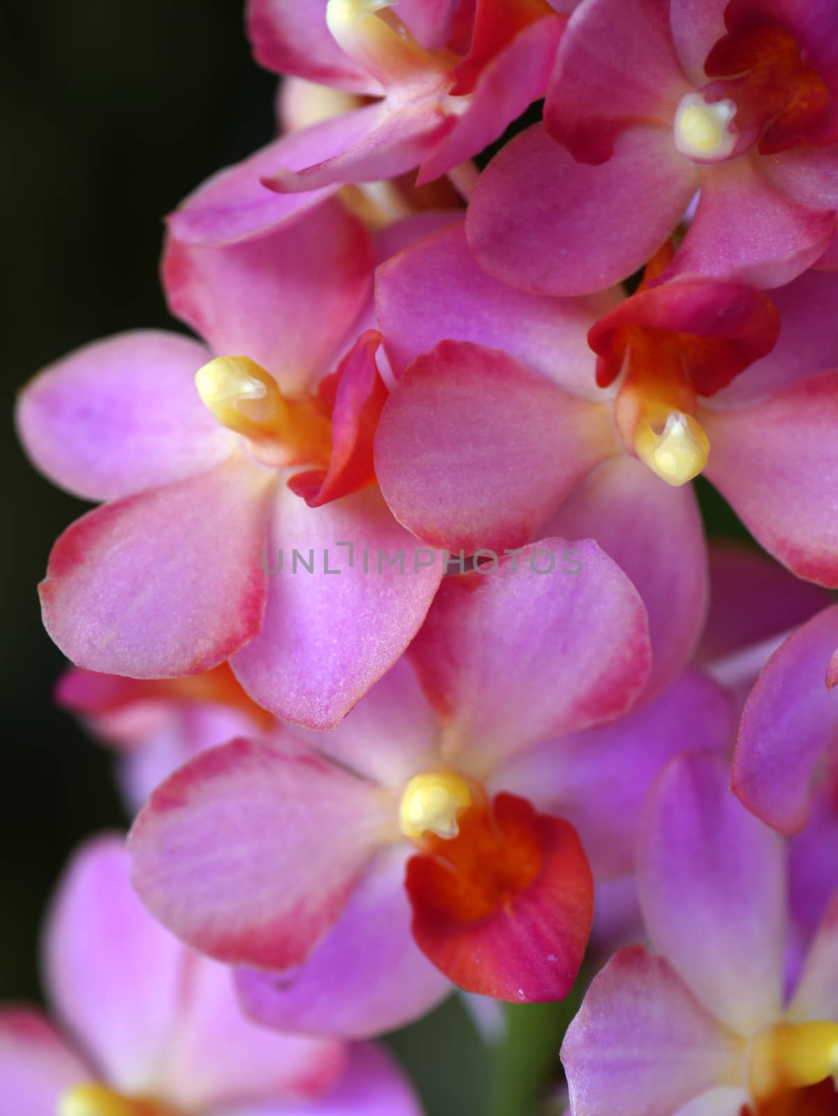 Beautiful pink-magenta orchid flowers