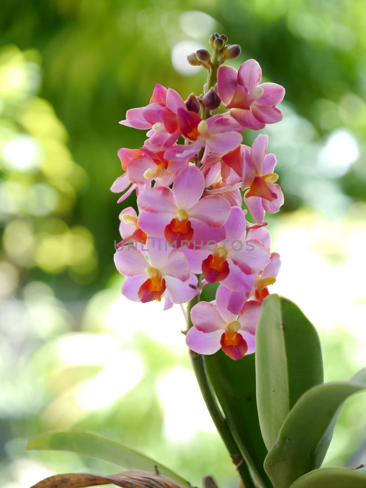 Beautiful pink-magenta orchid flowers by Noppharat_th