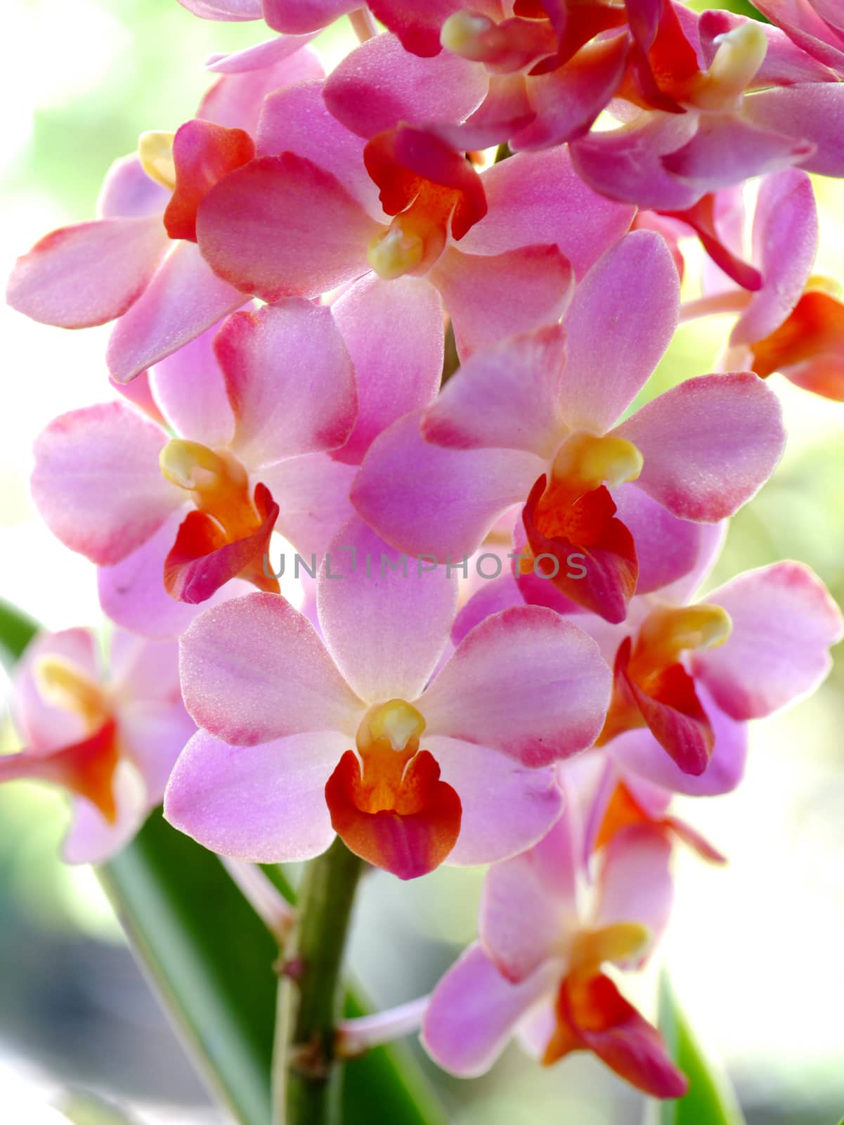 Beautiful pink-magenta orchid flowers