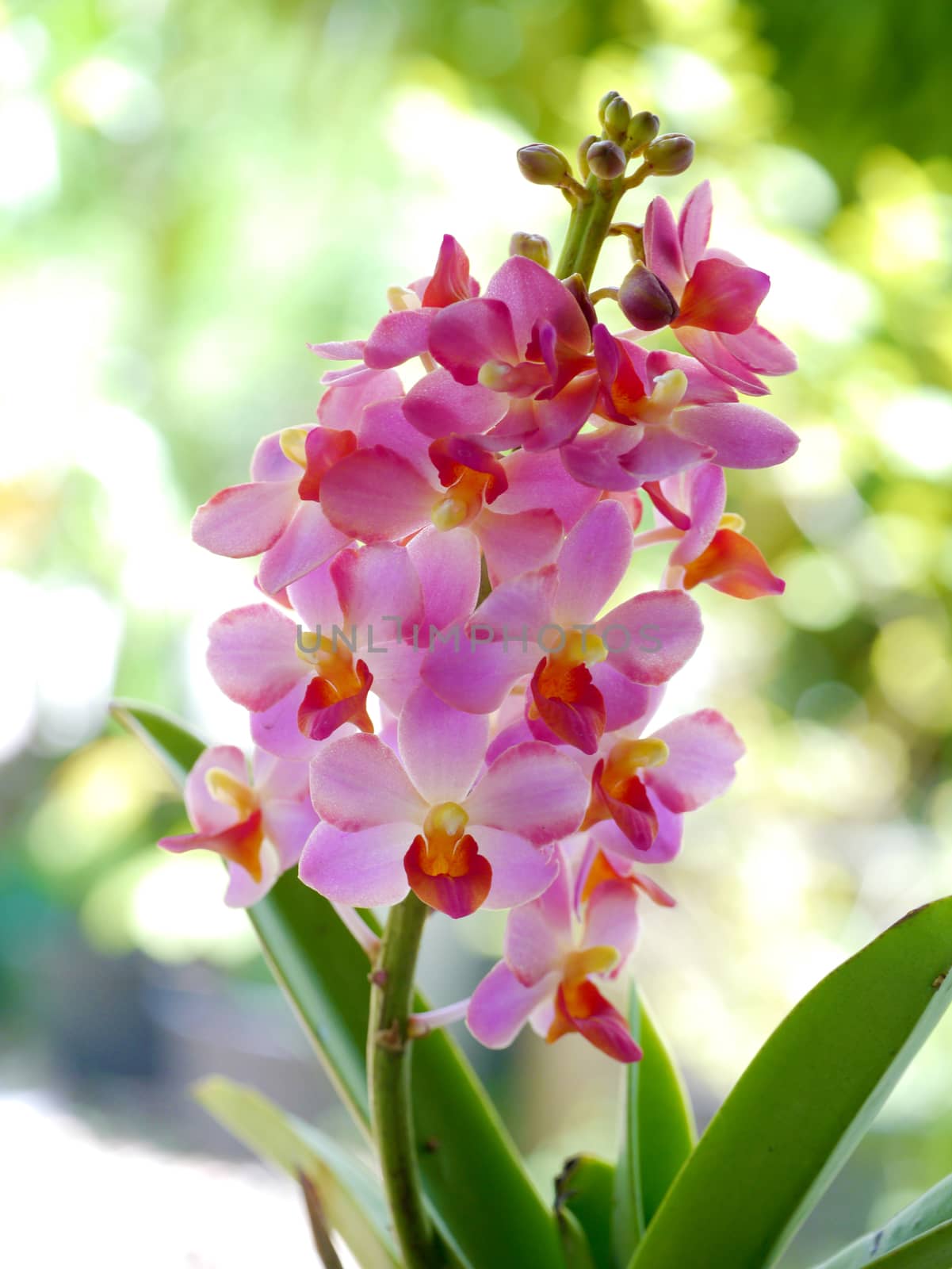 Beautiful pink-magenta orchid flowers