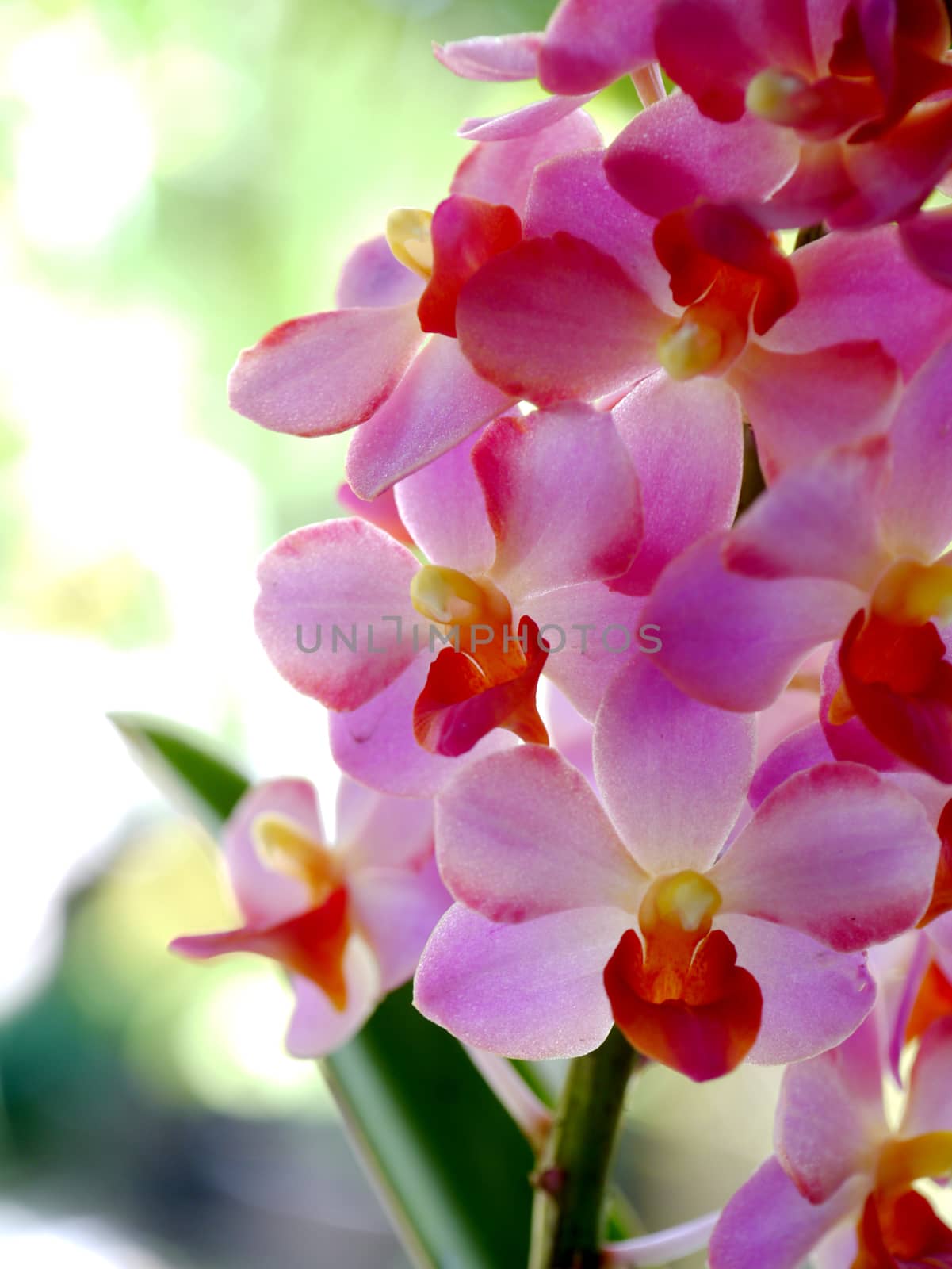 Beautiful pink-magenta orchid flowers