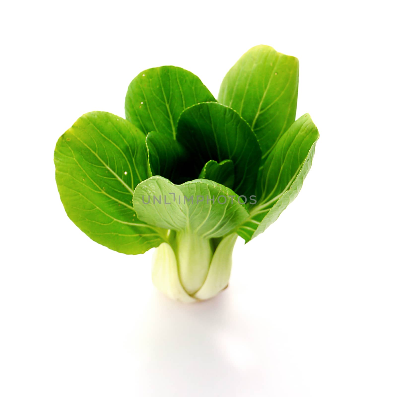 Bok choy (chinese cabbage) isolated on white by Noppharat_th